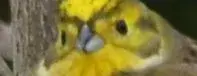 augen.webp