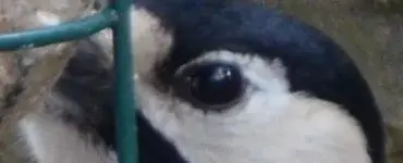 augen2.webp