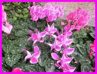 129.webp