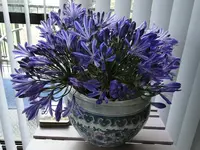 Blumentopf... v.webp