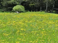 Copy of IMG_0397v.webp