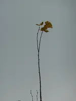 P1230630.webp