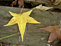 Herbst 061v.webp