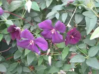 018.webp