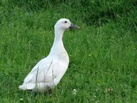 dumme Gans v.webp
