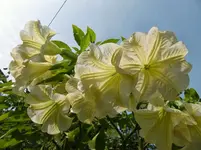 CIMG1605.webp