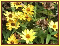 141.webp