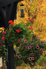 Geranie pink_Petunie lila_Goldrobinie_golden_600.webp