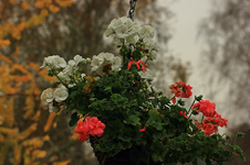 Geranie_weiss_rosa_grün_800.webp