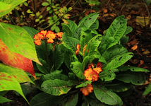 Staudenprimel_orange_rot_grün_700.webp