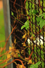 Clematis_florida_bicolor_Neutrieb_20141114_600.webp