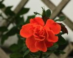 letzte Blüten_Orange Dawn_Rose_640.JPG