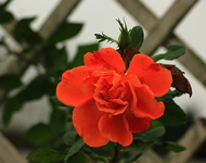 letzte Blüten_Orange Dawn_Rose_640.webp