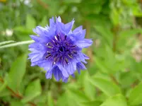 Kornblume v.webp