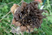 smnstnd (5).webp