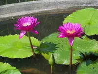 077.webp