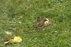 DSCF9036.webp