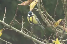 DSCF9053.webp