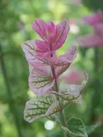Buntschopf-Salbei.webp