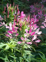 Cleome spinosa.webp