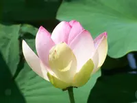 Lotosblüte.webp