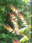 Ipomoea lobata.jpg