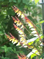 Ipomoea lobata.webp