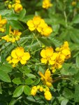 Senna (Cassia) corymbosa.jpg