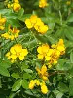 Senna (Cassia) corymbosa.webp