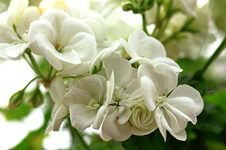 Geranie_weiss_grün_macro_800.webp