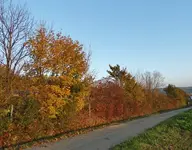Novemberspaziergang 002.webp