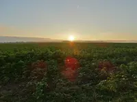Novemberspaziergang 004.webp