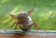 Maierkäferli.webp