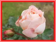 007.webp