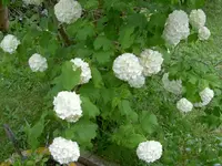 Blumen + Pflanzen alt 156v.webp