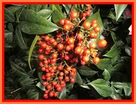 013.webp