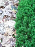 Waldspaziergang 008.webp