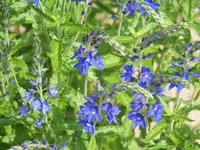 veronica longifolia.webp