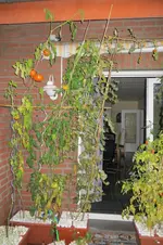 IMG_0904.webp