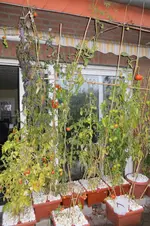 IMG_0905.webp