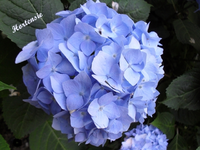 Hortensie12.webp
