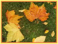 014.webp