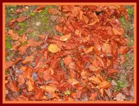 004.webp