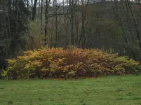 004.webp