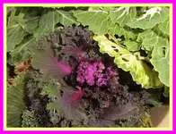 035.webp