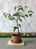 ficus_welle.webp