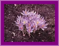 Krokusse_Bildgröße ändern.webp