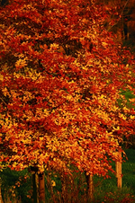 Birke_Herbstlaub_golden_braun_gelb2_500.webp