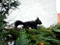 Eichhörnchen-Baby_0001.webp