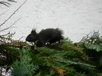 Eichhörnchen-Baby_0003.webp